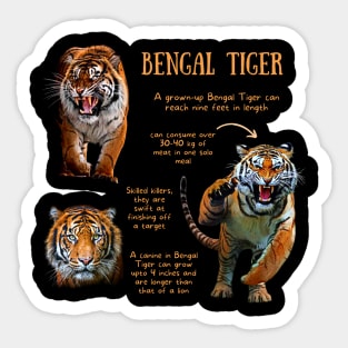 Animal Facts - Bengal Tiger Sticker